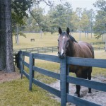 Wood Horse Corral