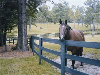 Horse behind wooden fence 