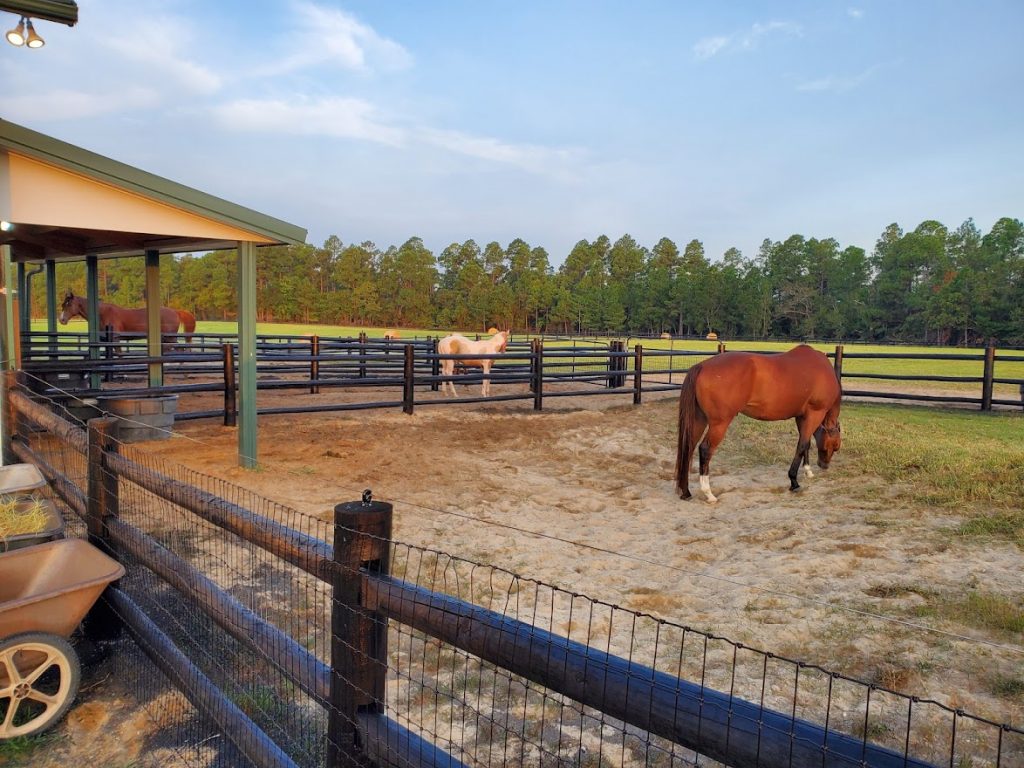 Beautiful horse and freshly painted fence