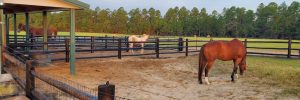 Beautiful horse and freshly painted fence